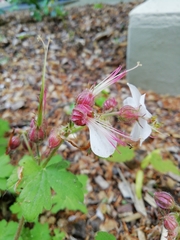 Geranium × cantabrigiense
