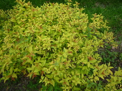 Spiraea × bumalda