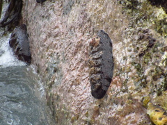 Enoplochiton niger