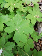 Geranium × cantabrigiense