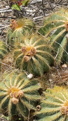 Parodia magnifica