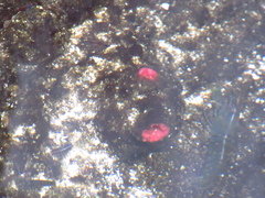 Pyura chilensis
