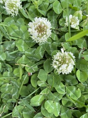 Trifolium repens