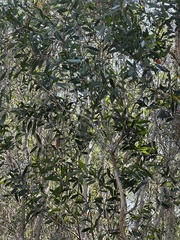 Melaleuca quinquenervia