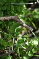 Adiantum jordanii image