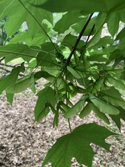 Acer saccharum