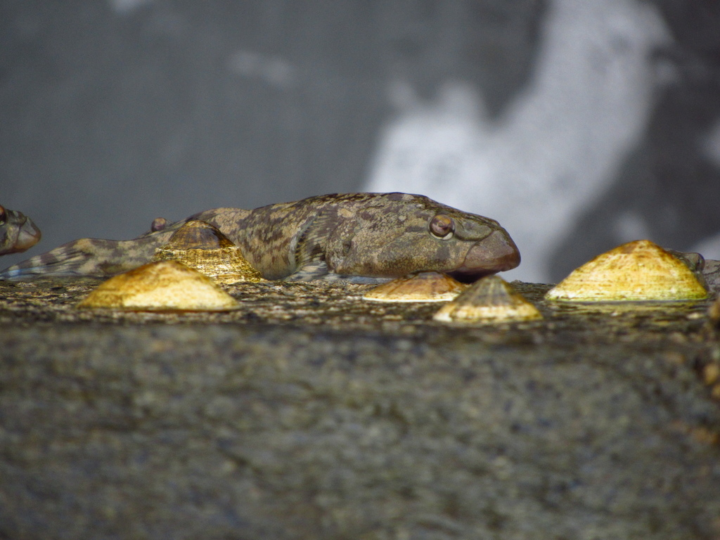 Chilean clingfish (Sicyases sanguineus) — Gobiesocidae