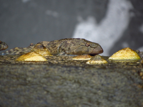Chilean clingfish (Sicyases sanguineus) — Gobiesocidae