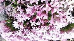 Asperula arcadiensis