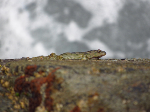 Chilean clingfish (Sicyases sanguineus) — Gobiesocidae — 5