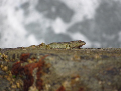 Chilean Clingfish photo 3