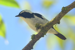 Ficedula westermanni