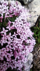Asperula arcadiensis