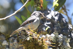 Ficedula westermanni