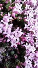 Asperula arcadiensis