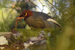 Pterorhinus treacheri