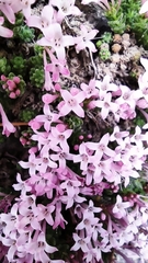 Asperula arcadiensis