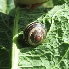 Gastropoda