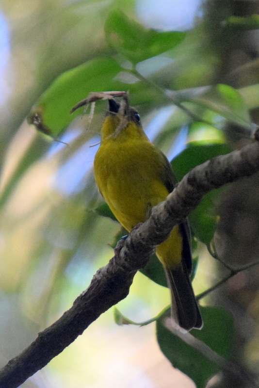 Bornean Whistler