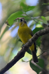 Pachycephala hypoxantha