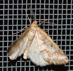 Eufidonia notataria