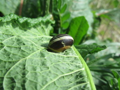 Gastropoda