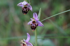 Ophrys scolopax apiformis