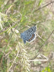 Pseudophilotes baton