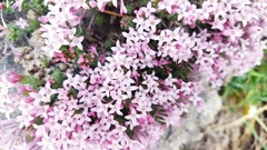 Asperula arcadiensis