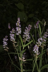 Orbexilum pedunculatum