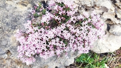 Asperula arcadiensis