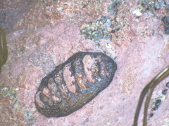 Enoplochiton niger