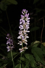 Orbexilum pedunculatum