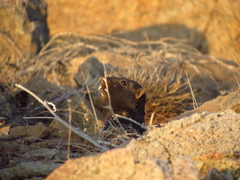 Spalacopus cyanus