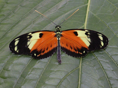 Heliconius ismenius metaphorus