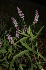 Orbexilum pedunculatum