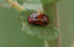 Gonioctena viminalis