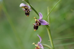 Ophrys scolopax apiformis