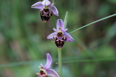Ophrys scolopax apiformis