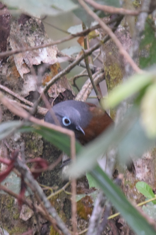 Sunda Laughingthrush