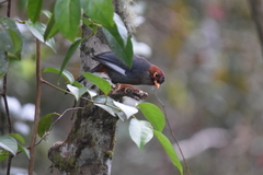 Pterorhinus treacheri