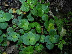 Chrysosplenium oppositifolium