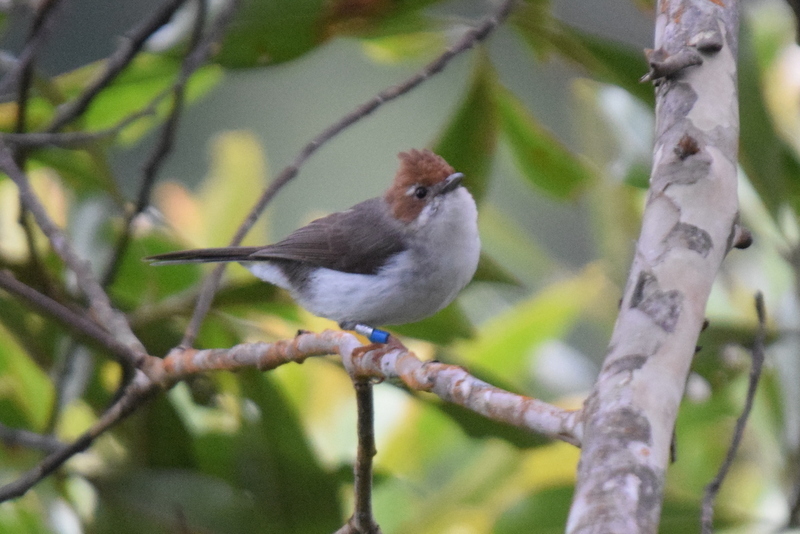 Chestnut-Crested Yuhina