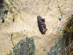 Enoplochiton niger