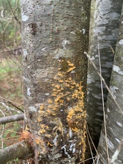 Cronartium ribicola