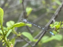 Enallagma laterale