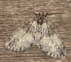 Hydriomena transfigurata