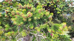 Abies cephalonica