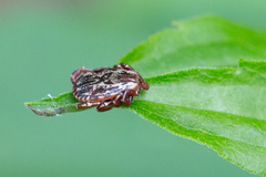Dermacentor variabilis