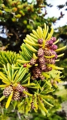 Abies cephalonica